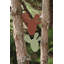 Bouquet Sauvage Trivet-729679277