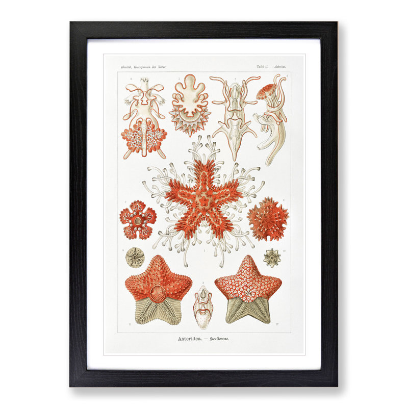 Asteridea Starfish by Ernst Haeckel - Picture Frame Graphic Art, Black Framed, 48cm H x 36cm W x 2cm D