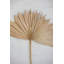 25'' Palm Branch
