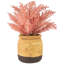 12 plantes