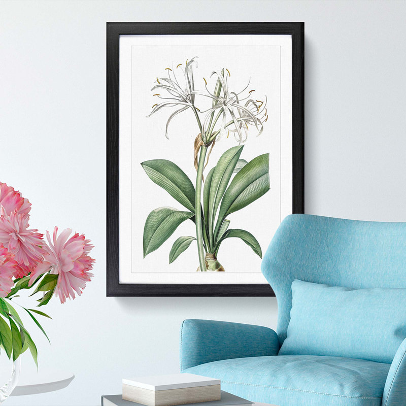 Spider Lily Flowers by Pierre-Joseph Redoute - Picture Frame Painting Print, 48cm H x 36cm W x 2cm D, Black Framed