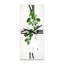Wall Clock-1819097663