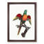A Blue-Headed Parrot by F. Levaillant - Framed Print-55457766-55457767