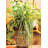 Mixed Assortment Arrangement