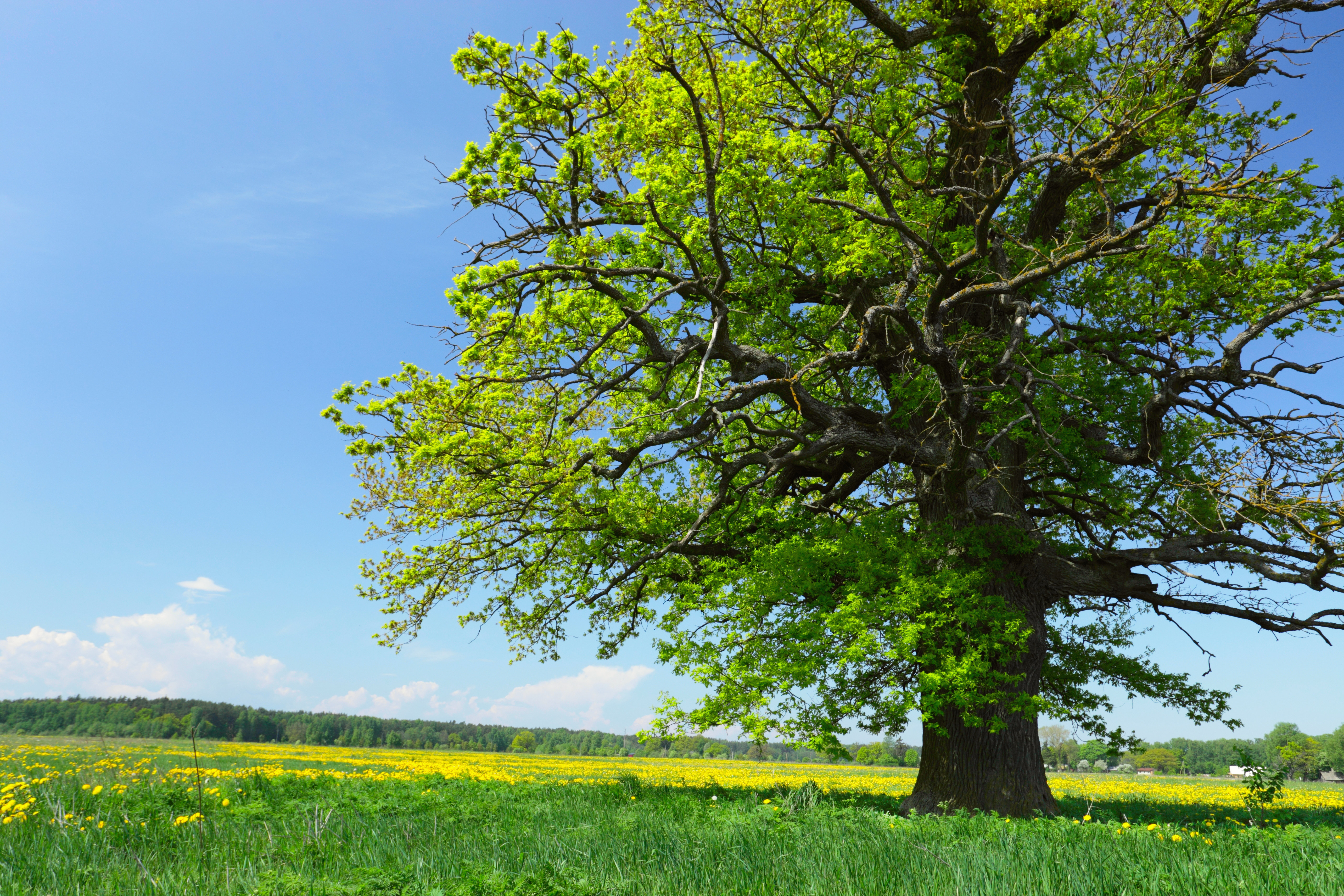 Ebern Designs Oak Tree - Wrapped Canvas Photograph | Wayfair.co.uk