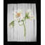 No Frame Print on Wood-29274079