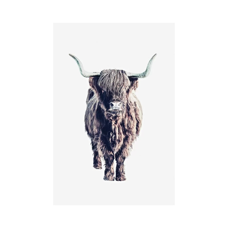 Highland Cattle Colin White by Monika Strigel - Wrapped Canvas Print, 66.04 cm H x 45.72 cm W x 3.175 cm D