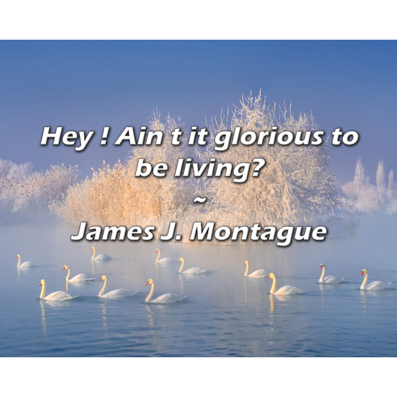 Citation de James J. Montague: Hé! N'est-il pas magnifique d'être vivant?, H 26 po x l 32 po