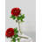 Primrue Peony Stem, Pack Of 12-1249086384