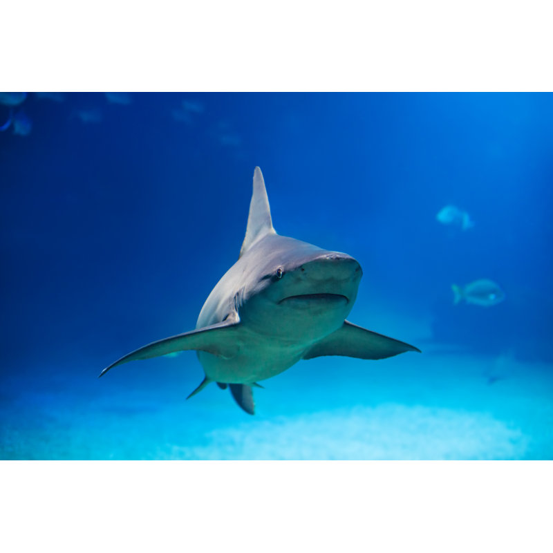 Shark - Wrapped Canvas Print, 51cm H x 76cm W x 3.8cm D