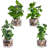 Cano Hydrangea Arrangement in Pot