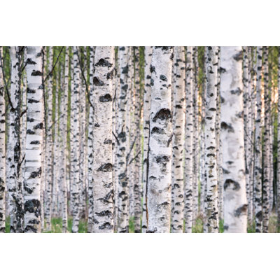 «Many Birch Trees» - Photographie sur toile tendue