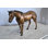 Sculpture cheval debout statue en bronze 20 po x 5 po x H 14 po
