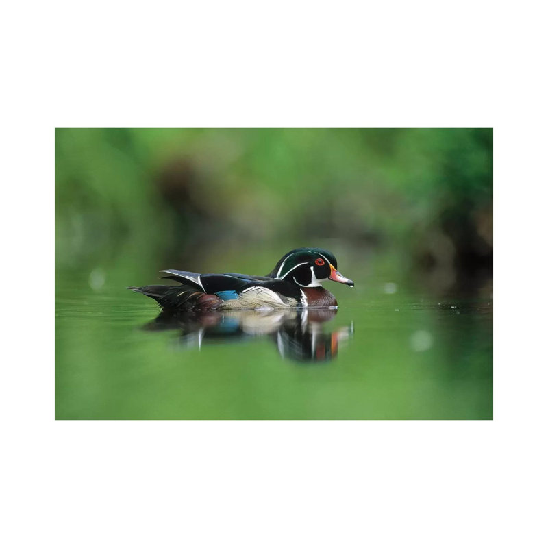 Wood Duck Male Portrait, British Columbia, Canada by Tim Fitzharris - Gallery-Wrapped Canvas Giclée on Canvas, Canvas