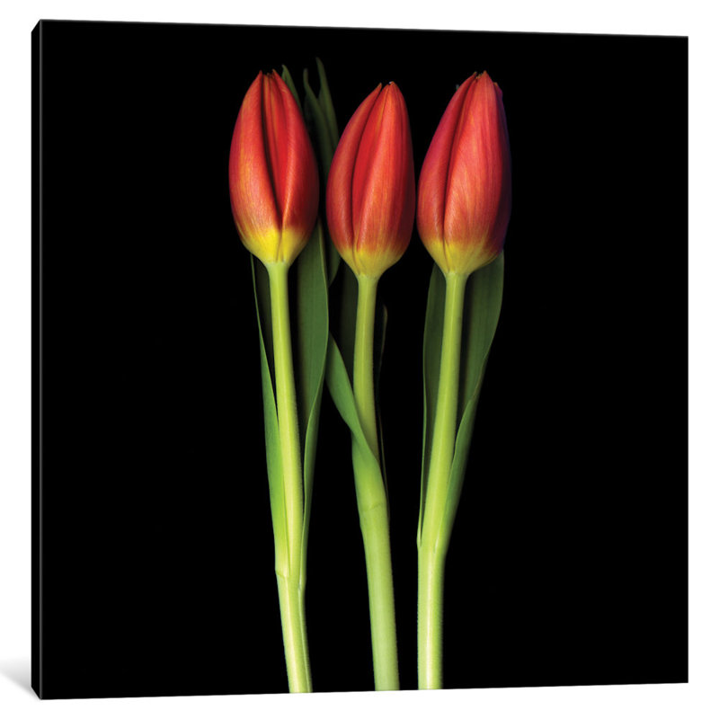 Tulipe trinité, reproduction de photo sur toile tendue, H 16 po x l 16 po x P 1 po, Papier d'art encadré noir, Blanc