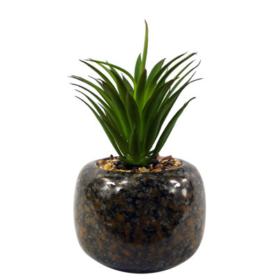 Annistin 18cm Plant