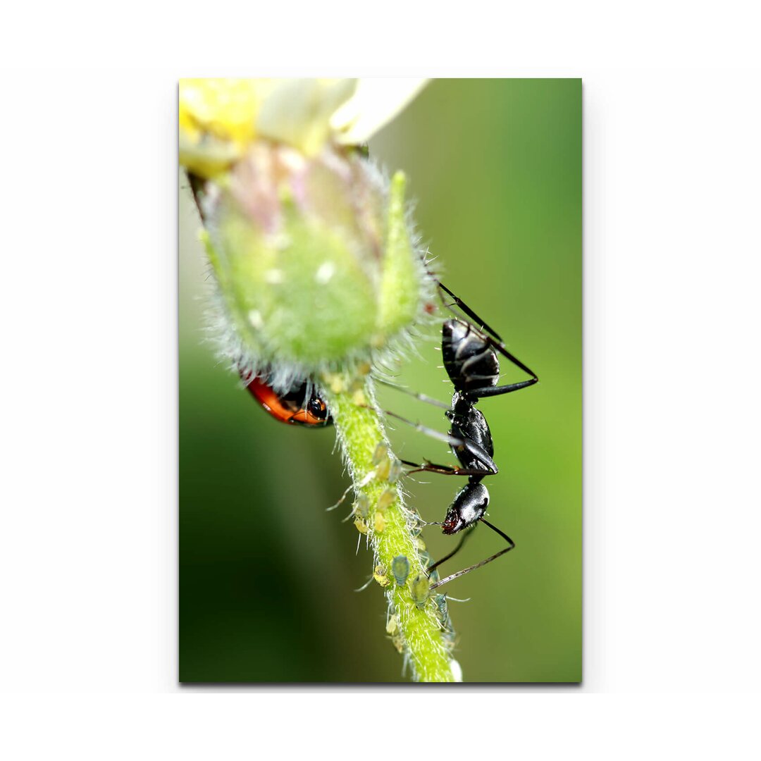 Leinwandbild Ameise und Käfer auf einer Blume