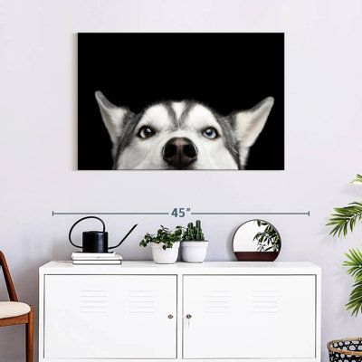 Peeking Siberian Husky