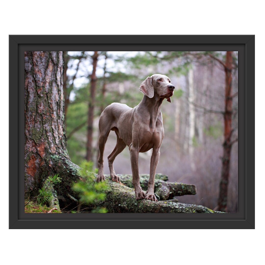 Gerahmtes Wandbild Edler WeimaranerWald