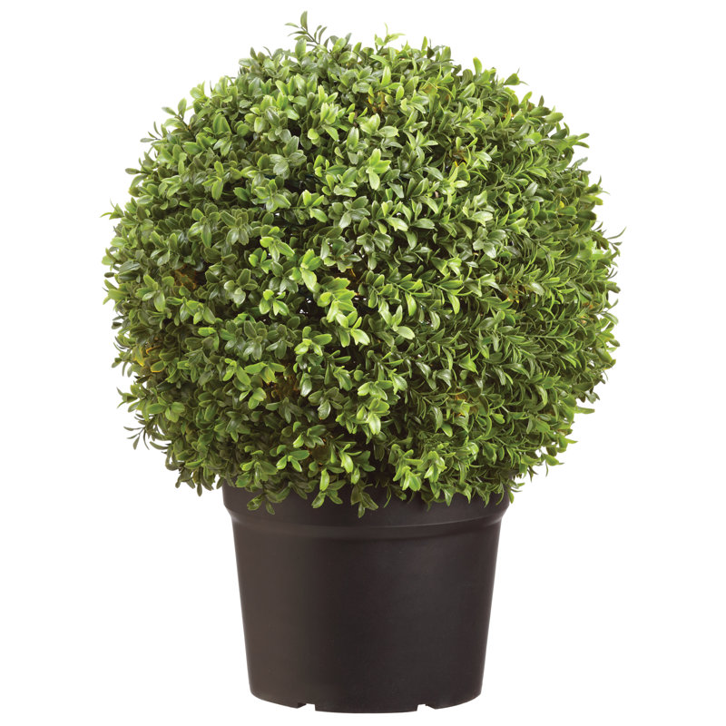 Topiaire buis boule en pot
