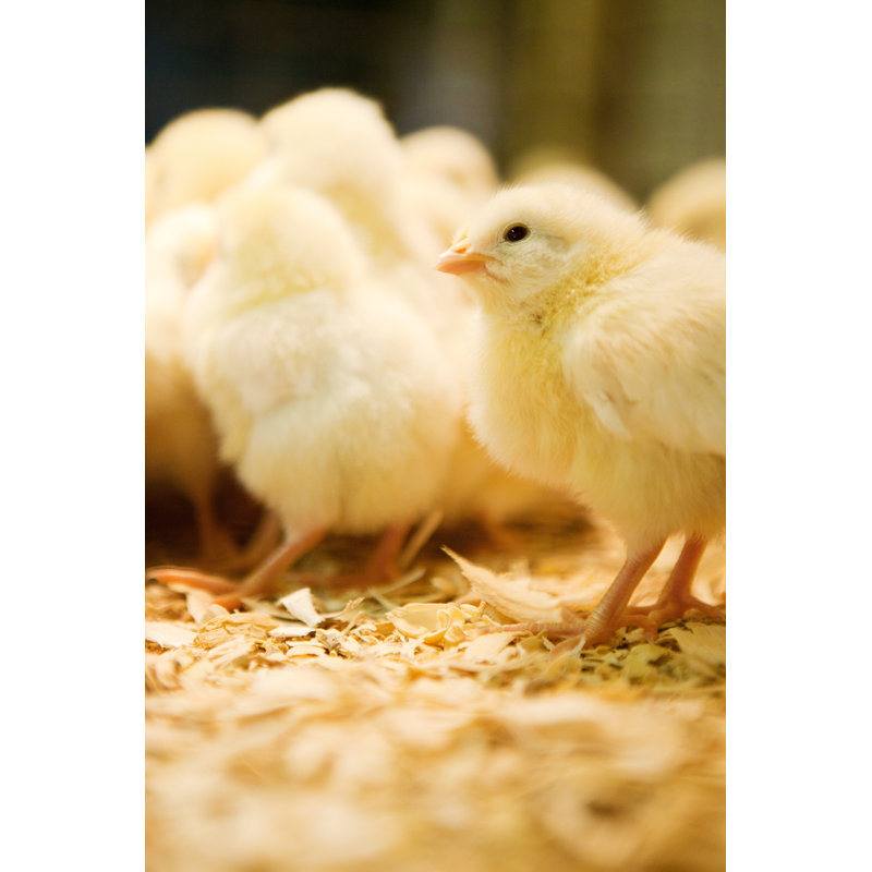 Bunches Of Chicks - Wrapped Canvas Print