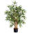 Multi Bambusa Bamboo Silk Tree-524981745