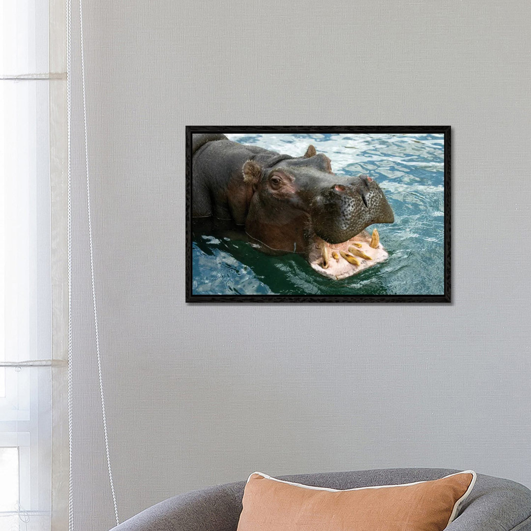 A Hippopotamus Bares Its Teeth At The Sedgwick County Zoo von Joel Sartore - Gallery-Wrapped Canvas Giclée on Canvas