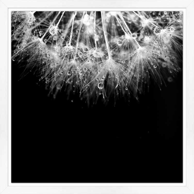 Dandelion with Dew' Framed Photographic Print on Glass