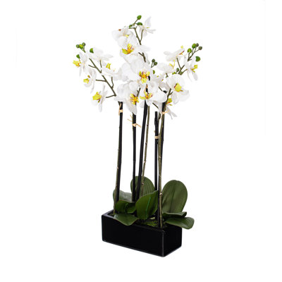 Orchid Arrangement in Planter