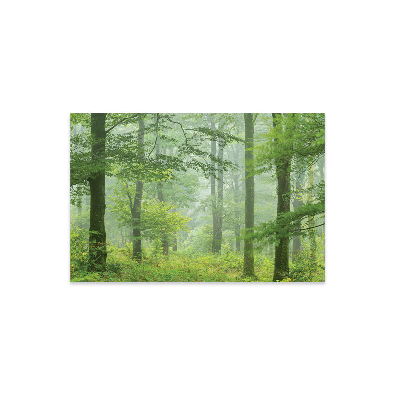«Misty Summer Forest» par Adam Burton