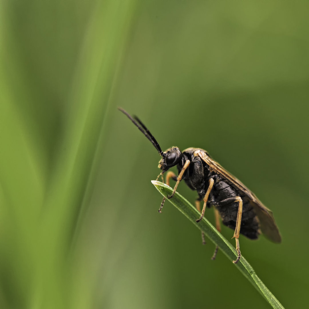 Mydas Fly - Druck