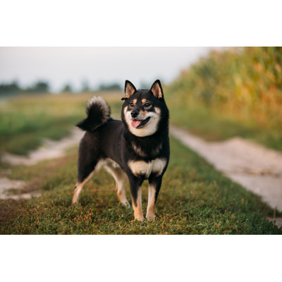 " Shiba Inu Dog " by Bruev