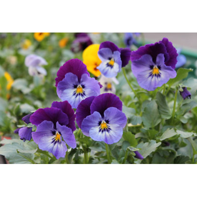 Delmira Pansies - Wrapped Canvas Print