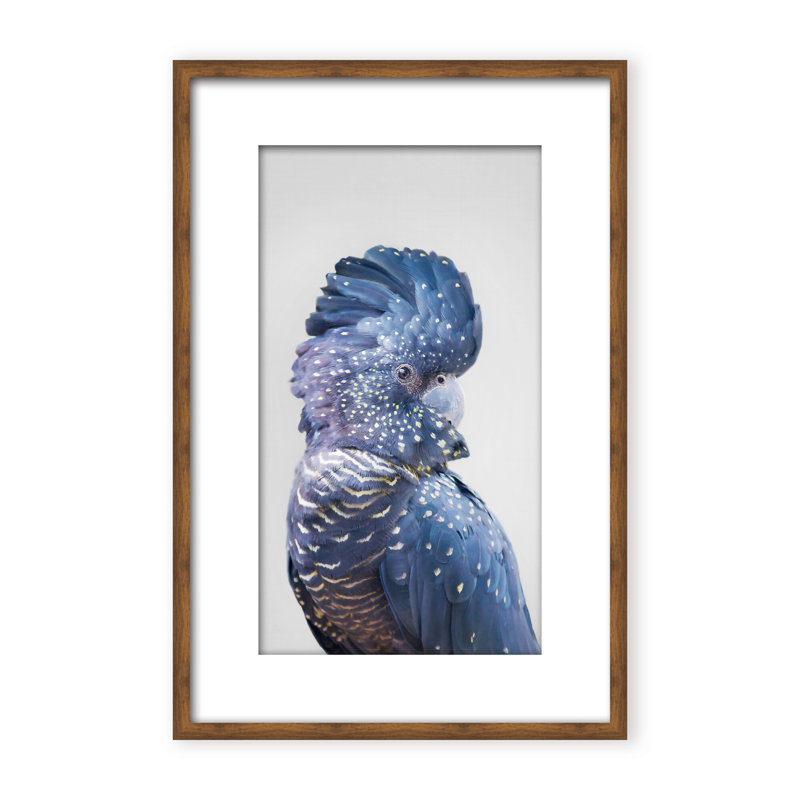 Nature Inspired Black Cockatoo by  - Picture Frame Photograph on Paper, 48" H x 32" W x 1.125" D, Framed Matted Print, Black