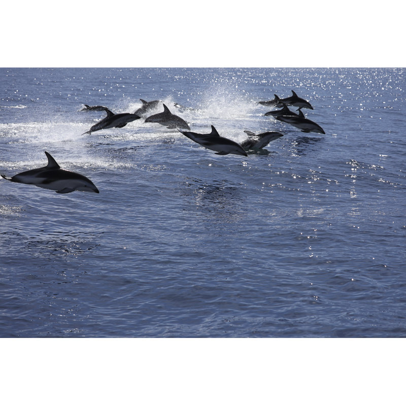 Pod of jumping dolphins, 61cm H x 91cm W