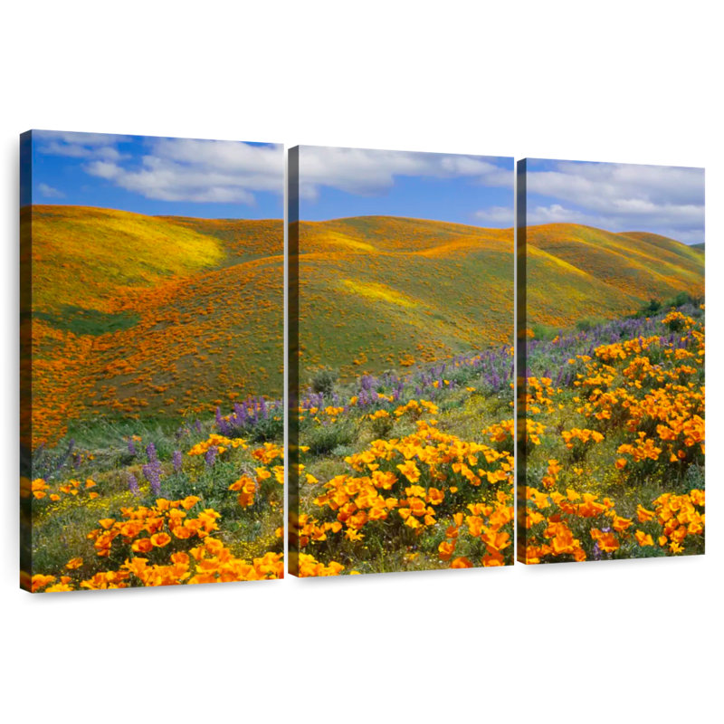Alvord Antelope Valley Poppy Reserve, 24" H x 38" W
