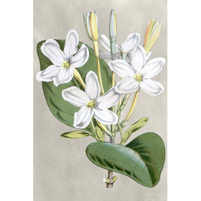 Alabaster Blooms II by Curtis - Wrapped Canvas Print