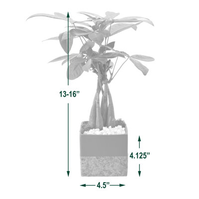Arcadia Garden Products Live Money Tree (Pachira Aquatica) (Jade Plant) Plant in Ceramic Pot