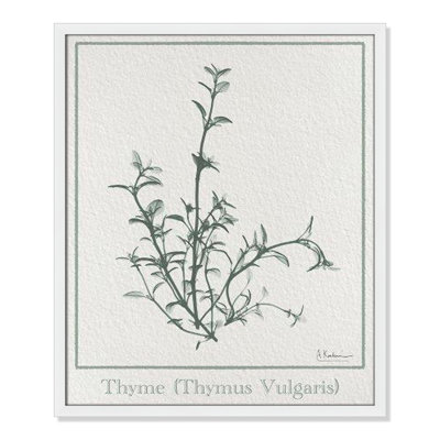 Jeanette "Thymus Vulgaris" Print
