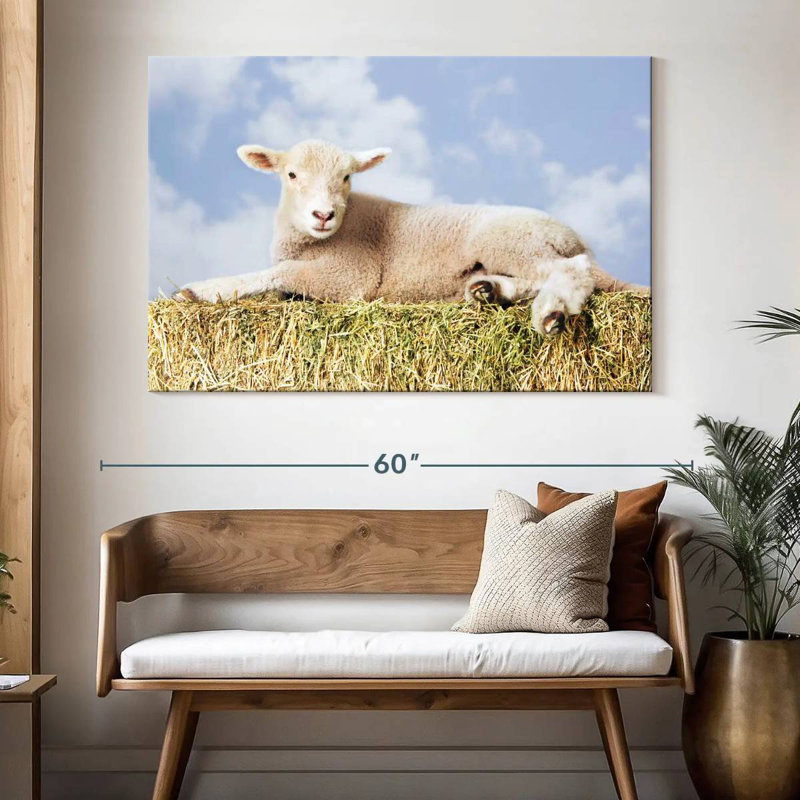 Young Sheep