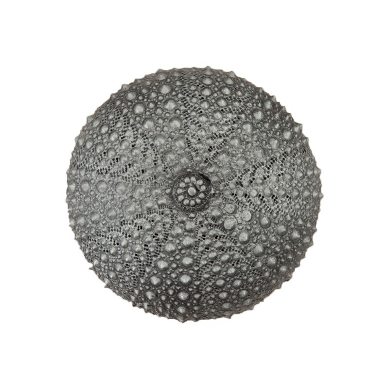 Antique Pewter Round Sea Urchin Cabinet Knob with Mounting Hardware