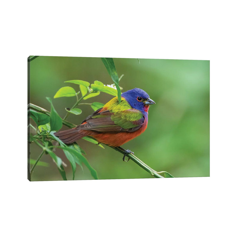 Bruant peint (Passerina Ciris) mâle en quête de nourriture. par Larry Ditto - Photographie sur toile tendue