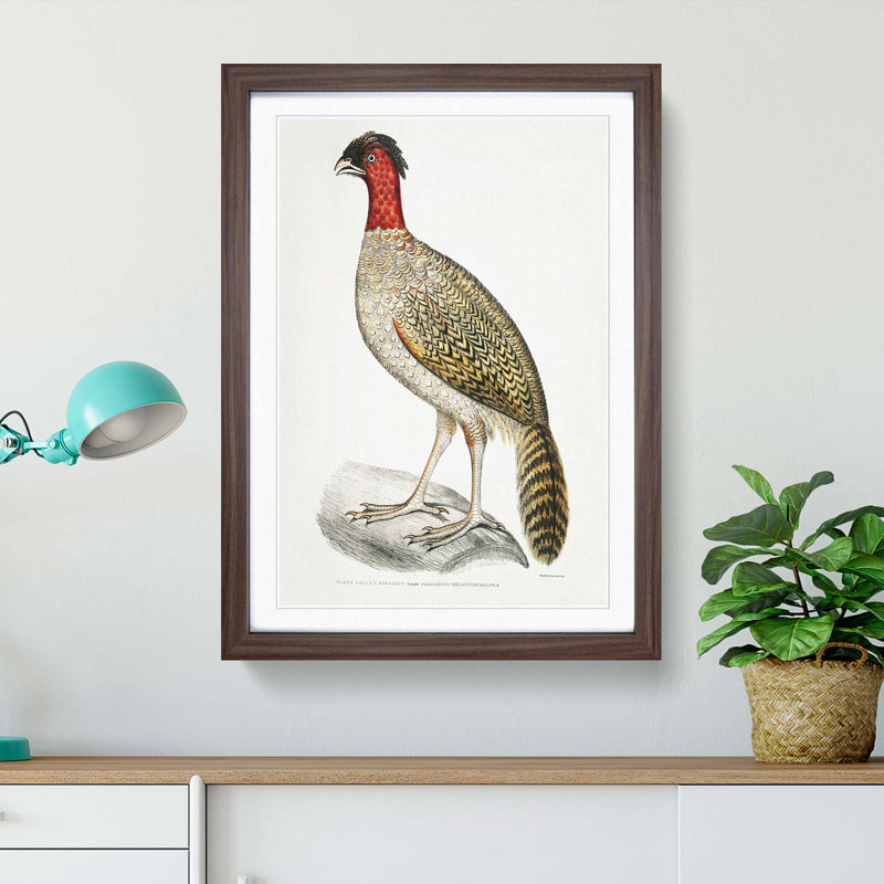 Black-Headed Pheasant Illustration by John Edward Gray - Picture Frame Painting Print, 48cm H x 36cm W x 2cm D, Walnut Framed