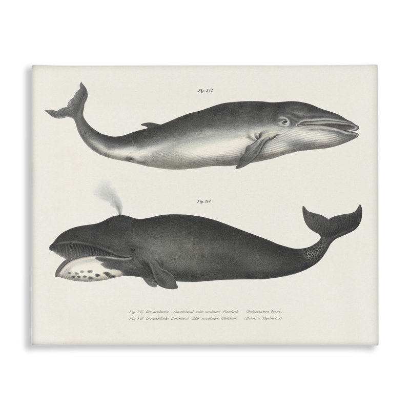 Vintage Whale Study Diagrams Canvas, design by Phillipa Katz, 16" H x 20" W