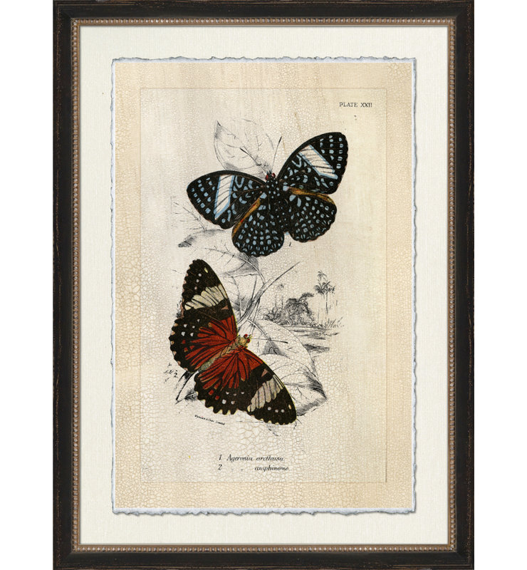 Crackled Jardine Butterfly IV Print