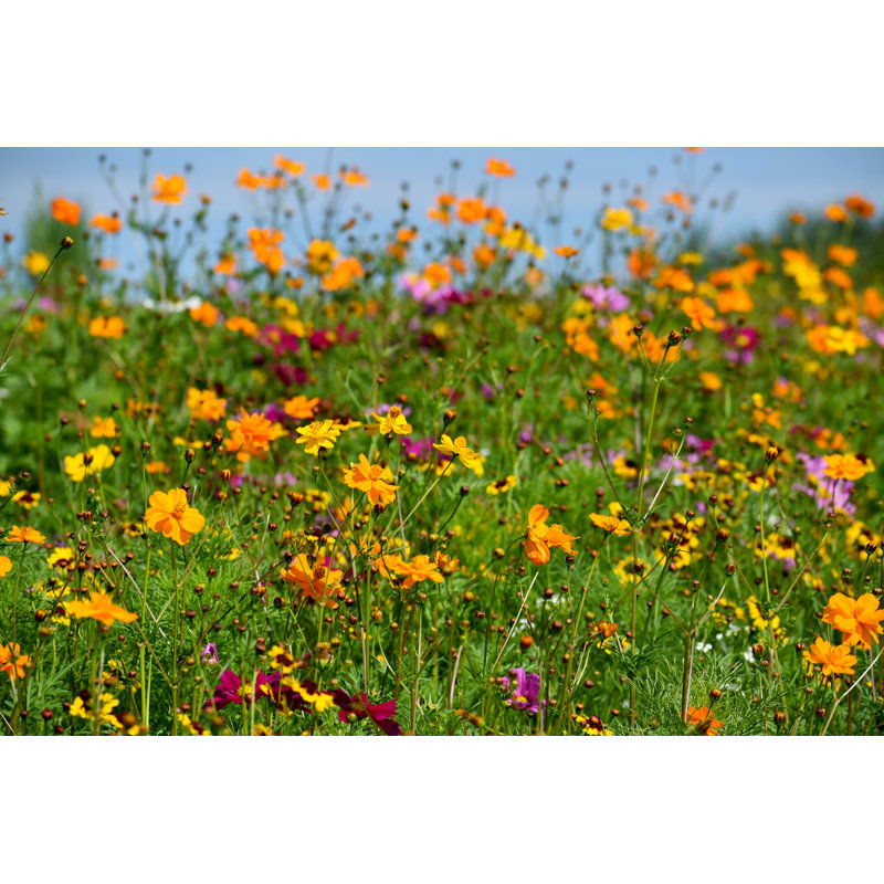 Wildflower Field by Hank Grebe - Wrapped Canvas Print, 30cm H x 46cm W