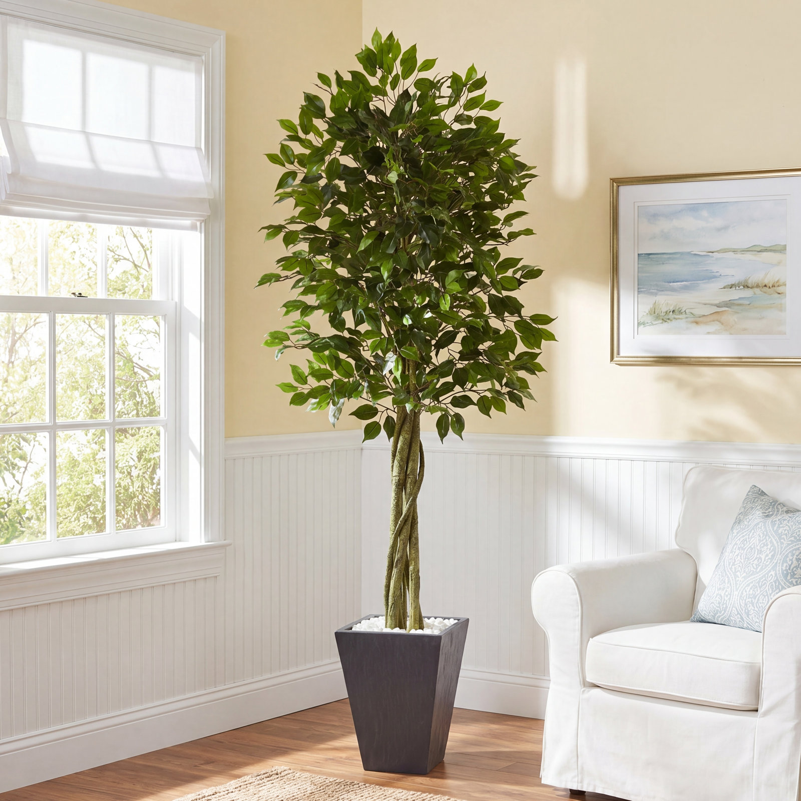 78" Ficus Tree in Planter