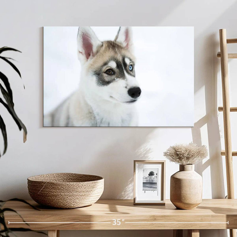 Brampt Glaring Husky, 16" H x 24" W