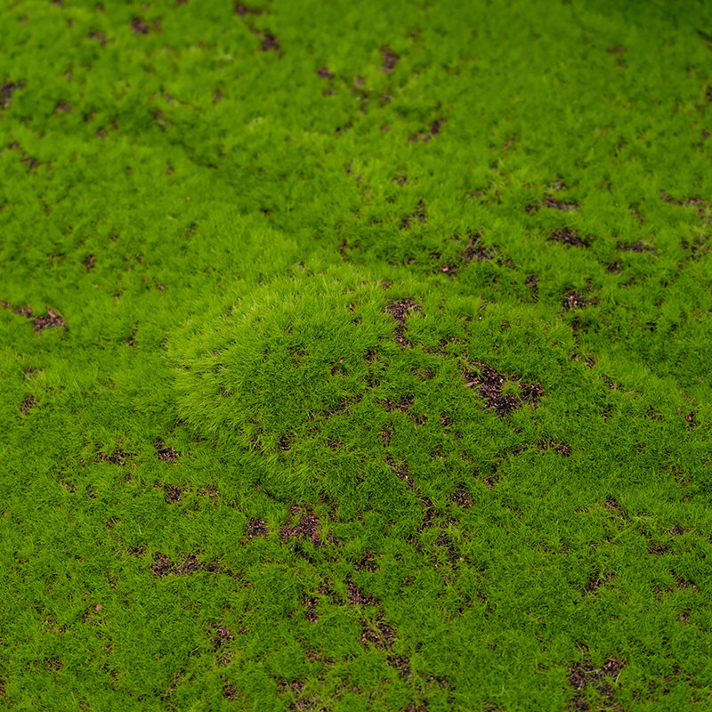 1'' Faux Moss Grass
