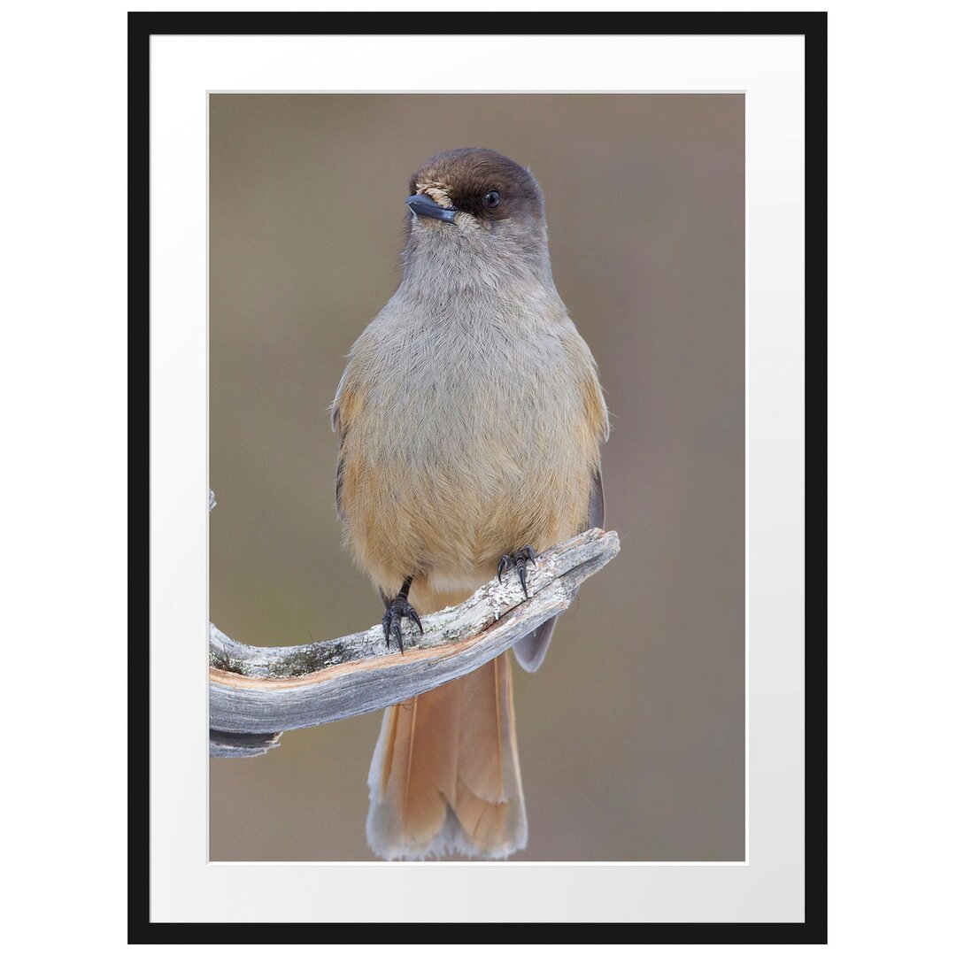 Gerahmtes Poster Kleiner Vogel auf Ast